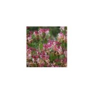 Chèvrefeuille CAPRILIA® Imperial 'Inov 86' (D.R Travers)
