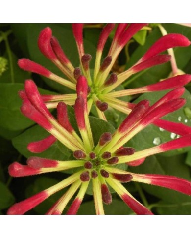 Chèvrefeuille CAPRILIA® Imperial 'Inov 86' (D.R Travers)