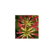 Chèvrefeuille CAPRILIA® Imperial 'Inov 86' (D.R Travers)