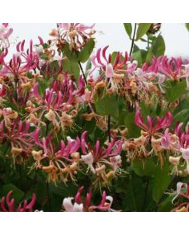 Chèvrefeuille CAPRILIA® Imperial 'Inov 86' (D.R Travers)