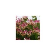 Chèvrefeuille CAPRILIA® Imperial 'Inov 86' (D.R Travers)