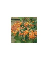 Chèvrefeuille de Brown Mandarin® (D.R Travers)