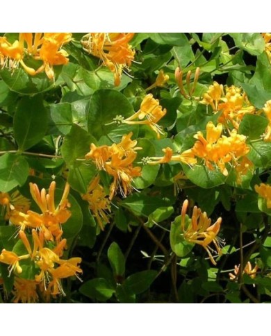 Chèvrefeuille de Brown Mandarin® (D.R Travers)