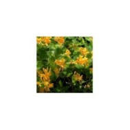 Chèvrefeuille de Brown Mandarin® (D.R Travers)