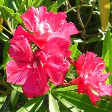 Laurier rose 'Géant des Batailles'