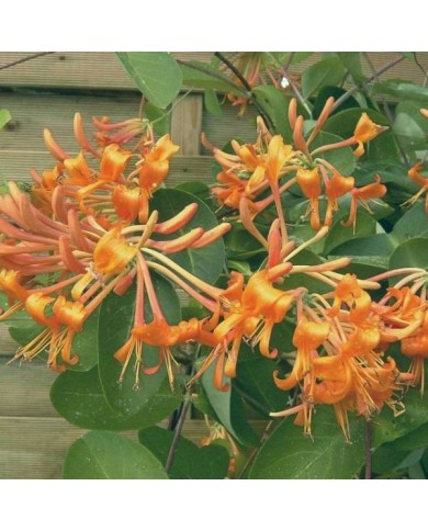 Chèvrefeuille de Brown Mandarin® (D.R Travers)