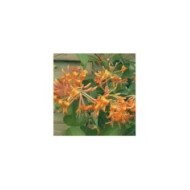 Chèvrefeuille de Brown Mandarin® (D.R Travers)