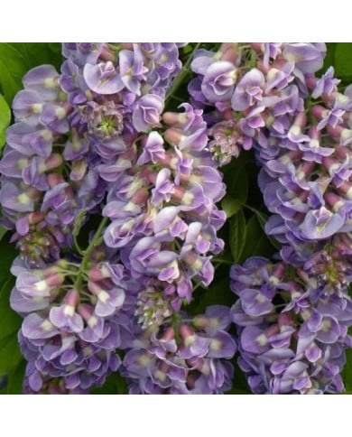 Glycine d'Amérique Amethyst Fall® (D.R. / &copy;Pépinières Travers)