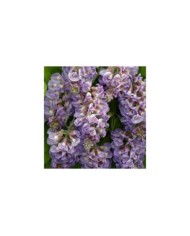 Glycine d'Amérique Amethyst Fall® (D.R. / &copy;Pépinières Travers)