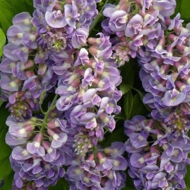 Glycine d'Amérique Amethyst Fall® (D.R. / &copy;Pépinières Travers)