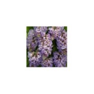 Glycine d'Amérique Amethyst Fall® (D.R. / &copy;Pépinières Travers)
