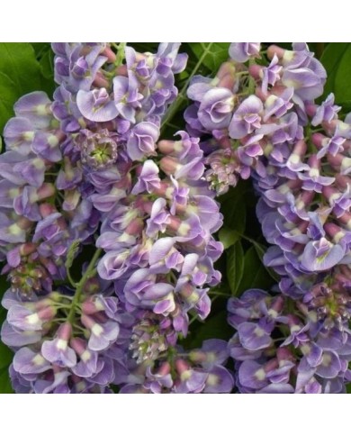 Glycine d'Amérique Amethyst Fall® (D.R. / &copy;Pépinières Travers)