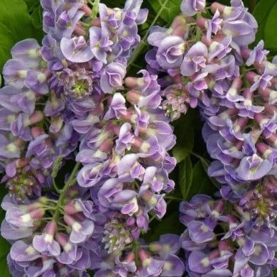 Glycine d'Amérique Amethyst Fall® (D.R. / &copy;Pépinières Travers)