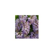 Glycine d'Amérique Amethyst Fall® (D.R. / &copy;Pépinières Travers)
