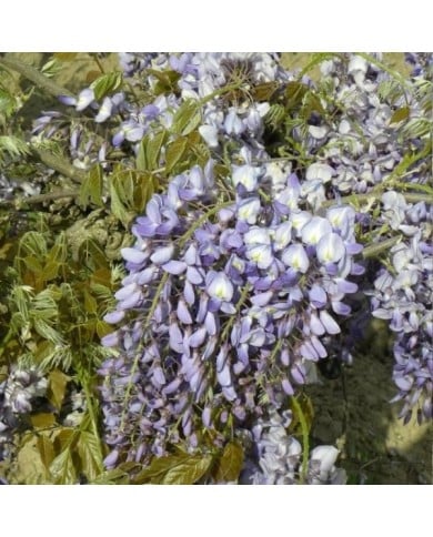 Glycine de Chine Prolific (D.R. / &copy;Pépinières Travers)