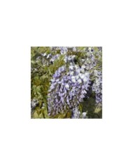 Glycine de Chine Prolific (D.R. / &copy;Pépinières Travers)