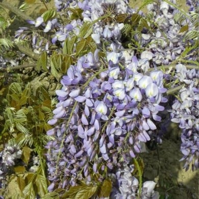Glycine de Chine Prolific (D.R. / &copy;Pépinières Travers)