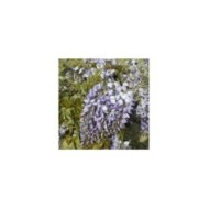 Glycine de Chine Prolific (D.R. / &copy;Pépinières Travers)