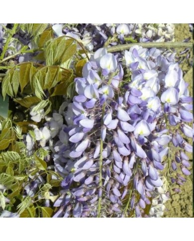 Glycine de Chine Prolific (D.R. / &copy;Pépinières Travers)