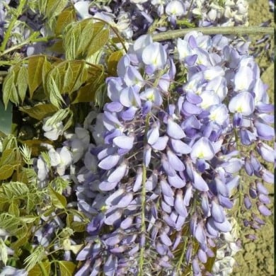 Glycine de Chine Prolific (D.R. / &copy;Pépinières Travers)
