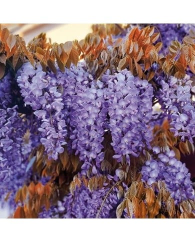 Glycine de Chine Blue Line® 'Copper Leo' (D.R. / &copy;Pépinières Travers)