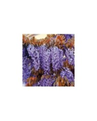 Glycine de Chine Blue Line® 'Copper Leo' (D.R. / &copy;Pépinières Travers)