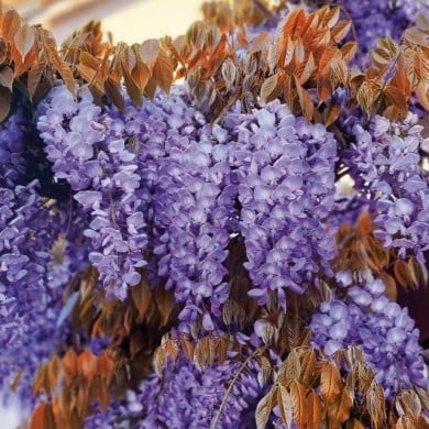 Glycine de Chine Blue Line® 'Copper Leo' (D.R. / &copy;Pépinières Travers)