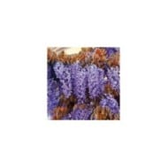 Glycine de Chine Blue Line® 'Copper Leo' (D.R. / &copy;Pépinières Travers)