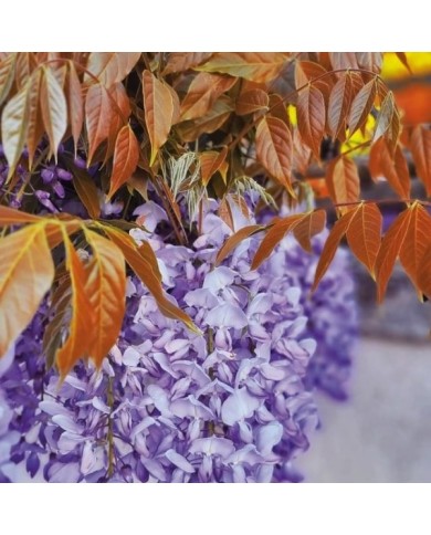 Glycine de Chine Blue Line® 'Copper Leo' (D.R. / &copy;Pépinières Travers)