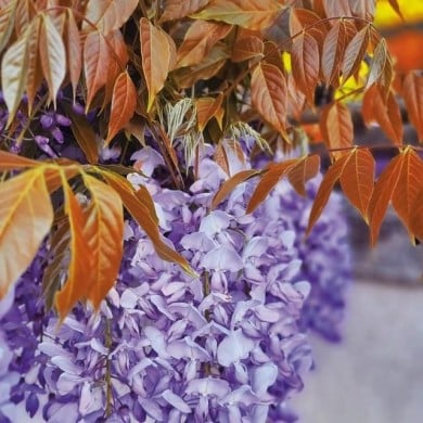 Glycine de Chine Blue Line® 'Copper Leo' (D.R. / &copy;Pépinières Travers)