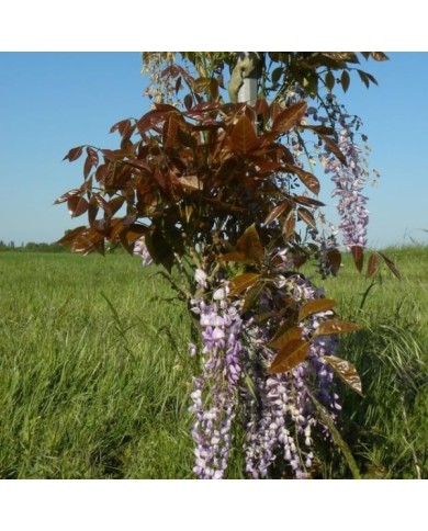 Glycine de Chine Blue Line® 'Copper Leo' (D.R. / &copy;Pépinières Travers)