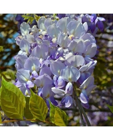 Glycine de Chine Caroline (D.R. / &copy;Pépinières Travers)