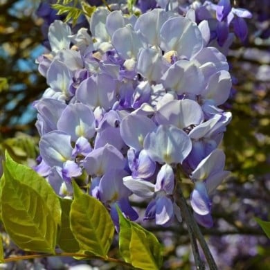 Glycine de Chine Caroline (D.R. / &copy;Pépinières Travers)