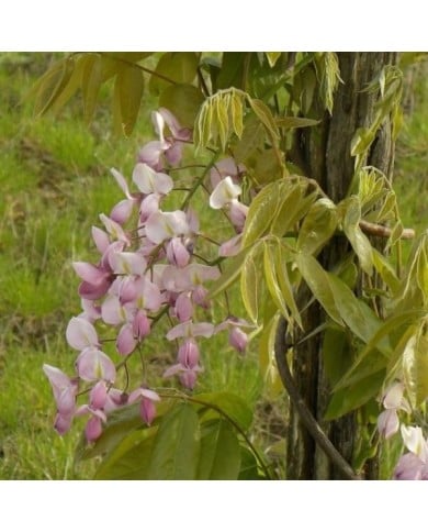 Glycine soyeuse Rosea (D.R. / &copy;Pépinières Travers)