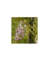 Glycine soyeuse Rosea (D.R. / &copy;Pépinières Travers)