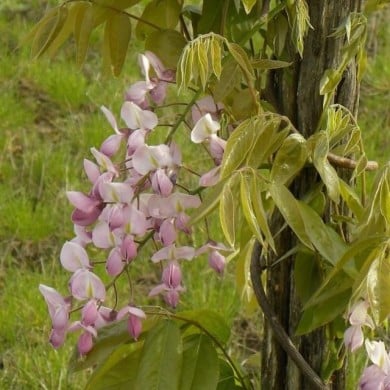 Glycine soyeuse Rosea (D.R. / &copy;Pépinières Travers)