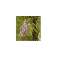 Glycine soyeuse Rosea (D.R. / &copy;Pépinières Travers)