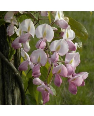 Glycine soyeuse Rosea (D.R. / &copy;Pépinières Travers)