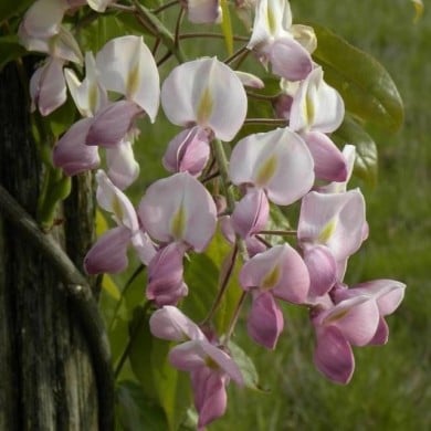 Glycine soyeuse Rosea (D.R. / &copy;Pépinières Travers)