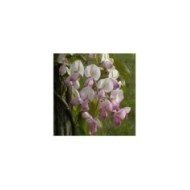 Glycine soyeuse Rosea (D.R. / &copy;Pépinières Travers)