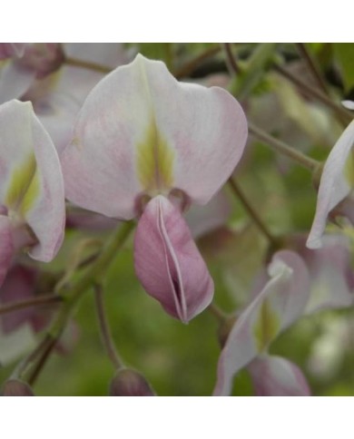 Glycine soyeuse Rosea (D.R. / &copy;Pépinières Travers)