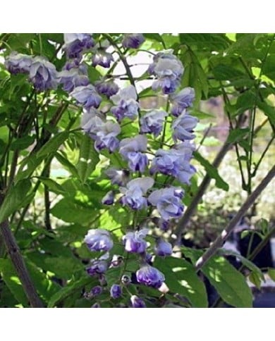 Glycine du Japon Ed's Blue® (D.R Travers)