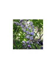 Glycine du Japon Ed's Blue® (D.R Travers)