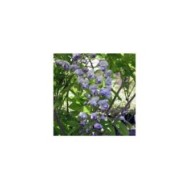 Glycine du Japon Ed's Blue® (D.R Travers)
