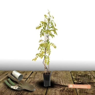 Glycine du Japon Ed's Blue® (D.R Travers)