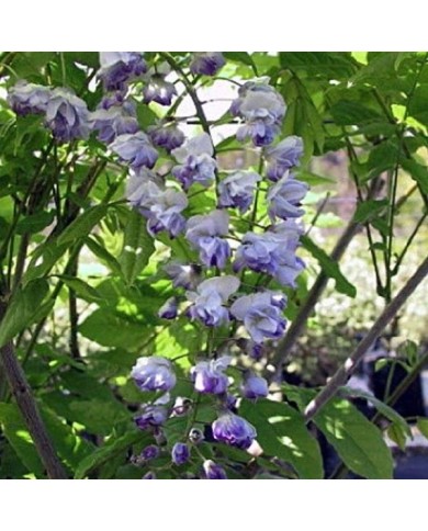 Glycine du Japon Ed's Blue® (D.R Travers)