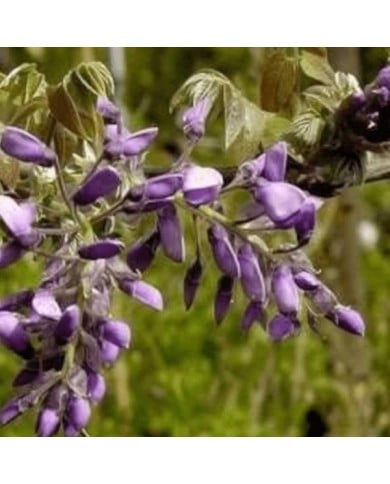 Glycine soyeuse Yokohama Fuji (D.R Travers)