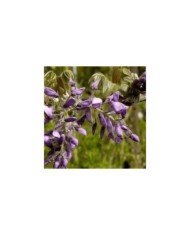 Glycine soyeuse Yokohama Fuji (D.R Travers)