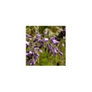 Glycine soyeuse Yokohama Fuji (D.R Travers)