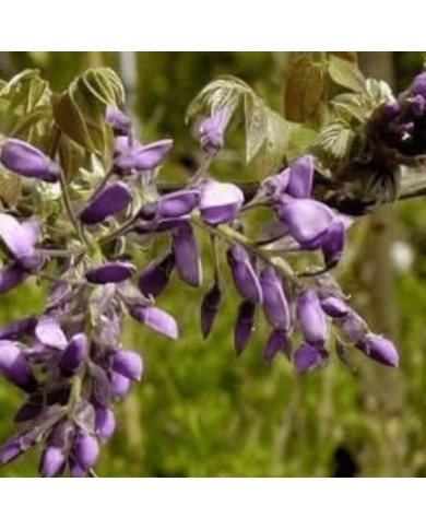 Glycine soyeuse Yokohama Fuji (D.R Travers)